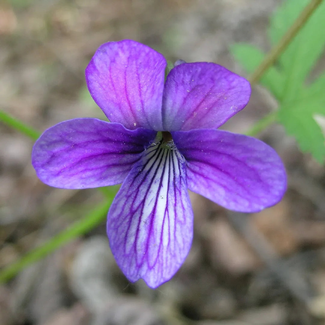 Blue Viola Mandshurica Flower Seeds Planting