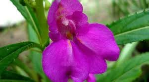 Balsam (Balsam Camellia) seeds for planting in home garden