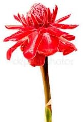 Red Etlingera Flower seeds for Planting - Compact Growth, Heirloom & GMO Free Seeds for Home Garden
 
 Sale for planting in home garden
