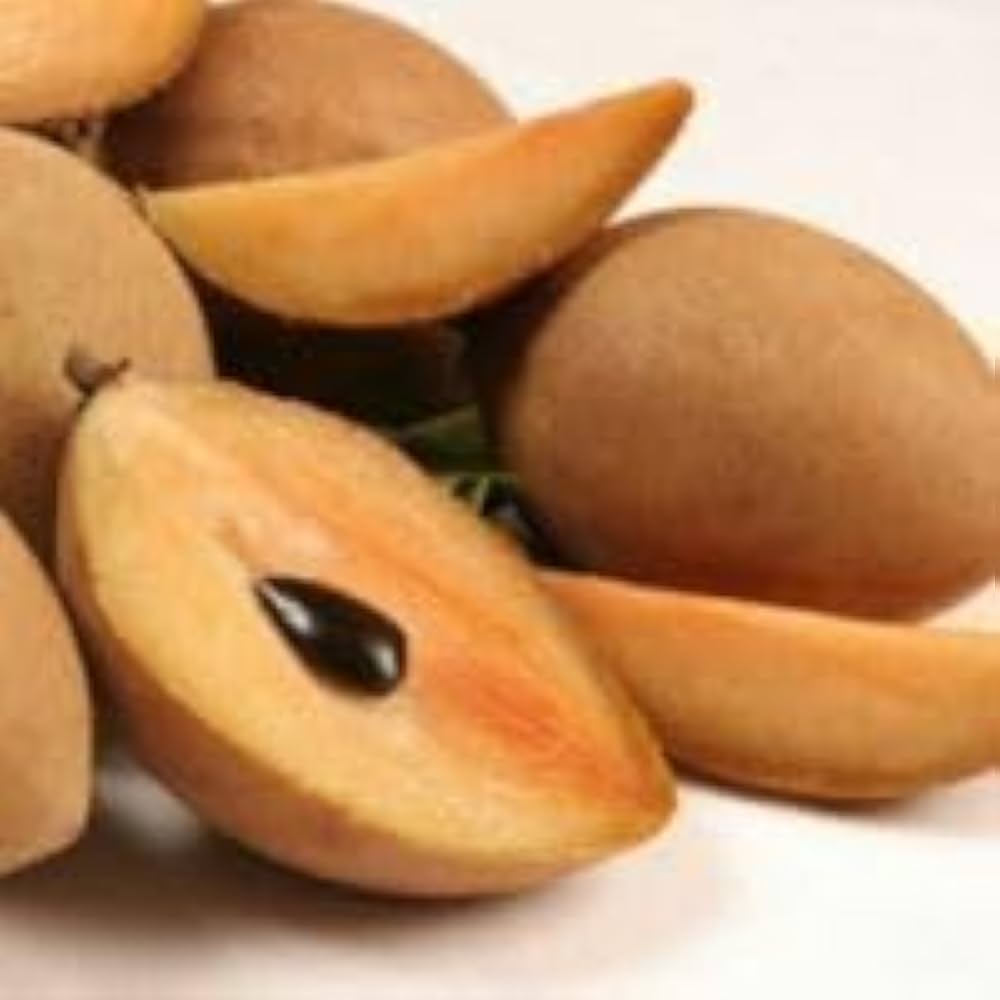 Sapota Fruit Seeds Manilkara zapota for planting in vegetable patch