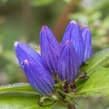 Gentiana Flower seeds for Planting Easy to Grow Heirloom & GMO Free Seeds for Home Garden 
 
 Sale for planting in home garden