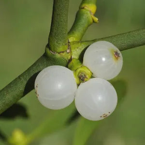 White Mistletoe Plant Seeds for Planting - Seed for Enchanting Holiday Decor in Your Garden or Home