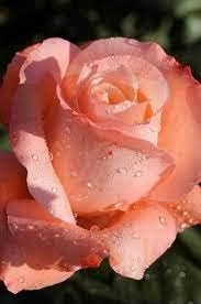 Peach Rose Flower seeds for Planting Drought Tolerant Heirloom & GMO Free Seeds for Home Garden 
 
 Sale for planting in home garden