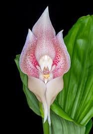 Orchid Flower seeds for Planting Fragrant Blossoms Heirloom & GMO Free Seeds for Home Garden 
 
 Sale for planting in home garden