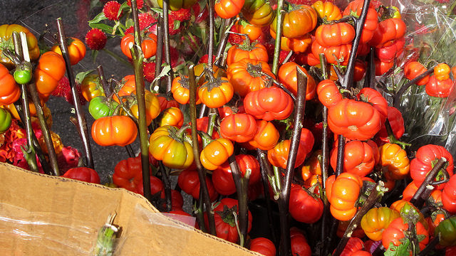 Red Solanum Integrifolium Vegetable Seeds For Easy Planting