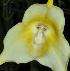 Heirloom (Heirloom Light) seeds for planting in home garden