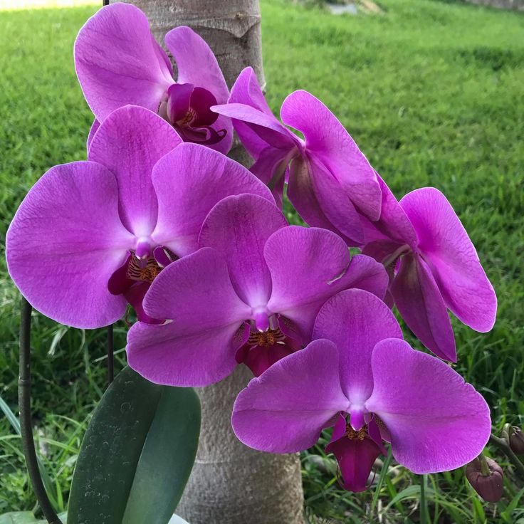 Purple Phalaenopsis Flower seeds for Planting Pollinator Friendly Heirloom & GMO Free Seeds for Home Garden 
 
 Sale seeds for home garden planting