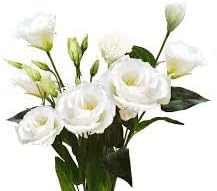 Eustomia Flower seeds for Planting - Perfect for Borders, Heirloom & GMO Free Seeds for Home Garden
 
 Sale seeds for home garden