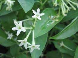 Cestrum Flower seeds for Planting - Garden Favorite, Heirloom & GMO Free Seeds for Home Garden
 
 Sale for planting in home garden.