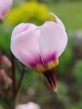 Pink White Dodecatheon Flower seeds for Planting - Compact Growth, Heirloom & GMO Free Seeds for Home Garden
 
 Sale for planting in home garden.