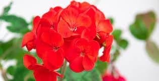 Geranio de Hojas Flower seeds for Planting - Perfect for Borders, Heirloom & GMO Free Seeds for Home Garden
 
 Sale seeds for home garden