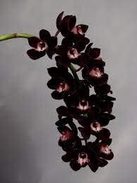 Black Orchid Flower seeds for Planting - Seasonal Bloomer, Heirloom & GMO Free Seeds for Home Garden
 
 Sale for planting in home garden