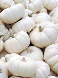 White Pumpkin Vegetable Seeds For Planting Seeds