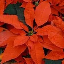 Orange Poinsettia Seeds Flower seeds for Planting Pollinator Friendly Heirloom & GMO Free Seeds for Home Garden 
 
 Sale for planting in home garden