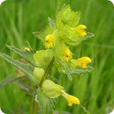 Yellow Rattle Flower seeds for Planting - Bright Blooms, Heirloom & GMO Free Seeds for Home Garden
 
 Sale seeds for home garden