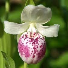 Cypripedium Flower seeds for Planting - Hardy Variety, Heirloom & GMO Free Seeds for Home Garden
 
 Sale for planting in home garden