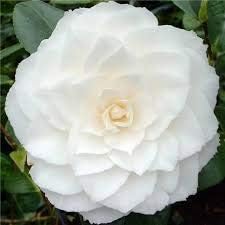 Yellow Pansy Flower Seeds for Planting Vibrant Colors Heirloom & GMO Free Seeds for Home Garden
 
 Sale for planting in home garden