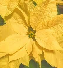 Yellow Poinsettia Planting Seeds