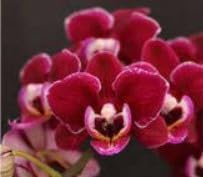 Burgundy White Phalaenopsis Orchids Seeds for Planting Easy to Grow Heirloom & GMO Free Seeds for Home Garden
 
 Sale for planting in home garden