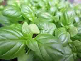 Basil Seeds For Planting - Green Variety Vegetable Seeds