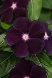 Periwinkle Flower seeds for Planting - Cut Flower Favorite, Heirloom & GMO Free Seeds for Home Garden
 
 Sale seeds for home garden