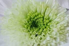 White Green Chrysanthemum Flower seeds for Planting - Vibrant Colors, Heirloom & GMO Free Seeds for Home Garden
 
 Sale seeds for home garden