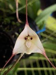 Heirloom Monkey Orchid Flower seeds for Planting Perfect for Borders Heirloom & GMO Free Seeds for Home Garden 
 
 Sale for planting in home garden