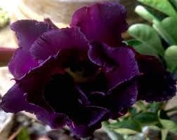 Heirloom (Heirloom Adenium) seeds for planting in home garden