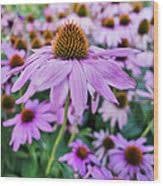 Coneflower Flower seeds for Planting Vibrant Colors Heirloom & GMO Free Seeds for Home Garden 
 
 Sale for planting in home garden