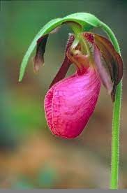 Cypripedium Acaule Flower seeds for Planting - Bright Blooms, Heirloom & GMO Free Seeds for Home Garden
 
 Sale for planting in home garden.