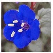 Cali Flower seeds for Planting Colorful Display Heirloom & GMO Free Seeds for Home Garden 
 
 Sale for planting in home garden