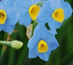 White Camellia Flores Flower Seeds for Planting Cut Flower Favorite Heirloom & GMO Free Seeds for Home Garden
 
 Sale for planting in home garden