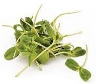 Sprout Flower seeds for Planting - Wildflower Mix, Heirloom & GMO Free Seeds for Home Garden
 
 Sale seeds for home garden