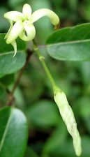 White Cryptolepis Flower seeds for Planting - Hardy Variety, Heirloom & GMO Free Seeds for Home Garden
 
 Sale seeds for home garden