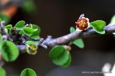 Green Euphorbia Flower seeds for Planting Pollinator Friendly Heirloom & GMO Free Seeds for Home Garden
 
 Sale seeds for home garden planting