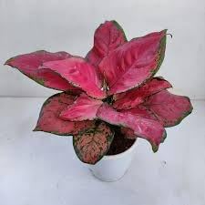 Aglaonema Flower seeds for Planting Wildflower Mix Heirloom & GMO Free Seeds for Home Garden 
 
 Sale for planting in home garden