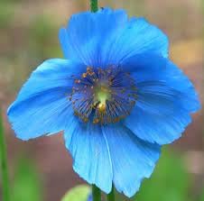 Meconopsis Flower seeds for Planting - Cut Flower Favorite, Heirloom & GMO Free Seeds for Home Garden
 
 Sale seeds for home garden