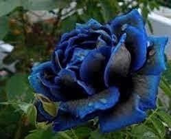Midnight Supreme Dark Blue Rose Flower seeds for Planting - Pollinator Friendly, Heirloom & GMO Free Seeds for Home Garden
 
 Sale seeds for home garden