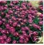 Violet Delosperma Flower Seeds For Easy Planting