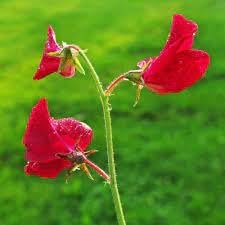 Sweet Pea Flower Seeds Planting Red