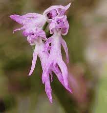 Orchis italica Flower seeds for Planting Colorful Display Heirloom & GMO Free Seeds for Home Garden 
 
 Sale for planting in home garden