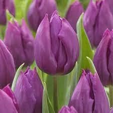Tulip Flower seeds for Planting - Long Bloom Season, Heirloom & GMO Free Seeds for Home Garden
 
 Sale for planting in home garden.