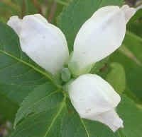 White Turtlehead Flower seeds for Planting - Wildflower Mix, Heirloom & GMO Free Seeds for Home Garden
 
 Sale for planting in home garden.