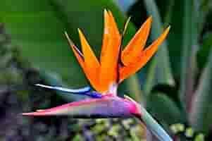 Ash Hibiscus Flower Seeds – Premium Heirloom NonGMO Seeds for Home Garden & Vibrant Blooms
 
 Sale for planting in home garden