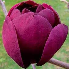 Tulip Tree Flower seeds for Planting - Premium Quality, Heirloom & GMO Free Seeds for Home Garden
 
 Sale seeds for planting in home garden