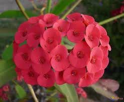 Euphorbia Milii Flower seeds for Planting Compact Growth Heirloom & GMO Free Seeds for Home Garden 
 
 Sale for planting in home garden