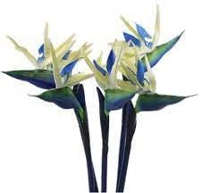 Strelitzia Flower Seeds Cream Violet Planting Exotic