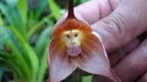 Light Pink Monkey Face Flower seeds for Planting - Bright Blooms, Heirloom & GMO Free Seeds for Home Garden
 
 Sale for planting in home garden.