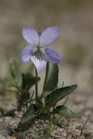 Prairie (Prairie Viola) seeds for planting in home garden