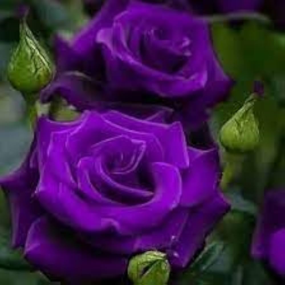 Radiant Purple Rosa Veronia Missurica for planting in home garden